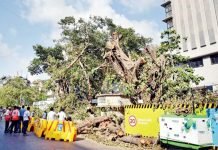 Mumbai Metro | 30-35% transplanted trees nearly dead in Mumbai Metro 3 project