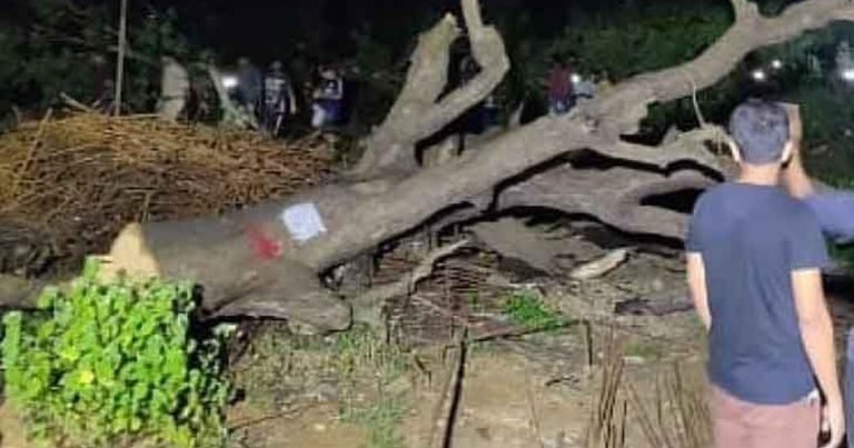 As BMC chops trees for metro, it must plan uprooted ones: Experts