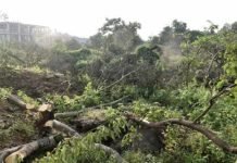 BMC Issues Notification to Remove 124 Trees in Aarey for MMRCL Metro Line 3 Construction in Aarey cutting of trees