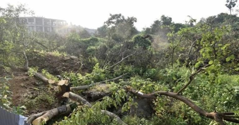 BMC Issues Notification to Remove 124 Trees in Aarey for MMRCL Metro Line 3 Construction in Aarey