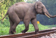 Northeast Frontier Railway Signs MoU with Railtel for Elephant Collision Prevention An elephant crossing railway track