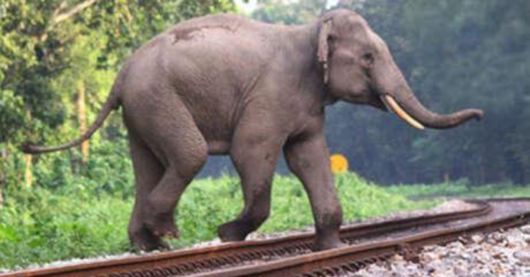 Northeast Frontier Railway Signs MoU with Railtel for Elephant Collision Prevention